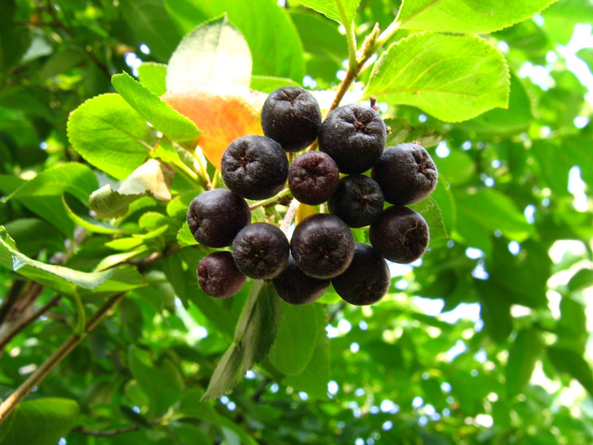 Рябина черноплодная, арония (Aronia melanocarpa)